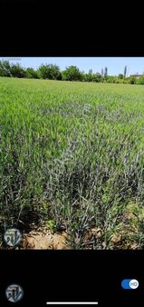 Hanımın Çiftliğinde İmar Revizyonunda Satılık Arsa