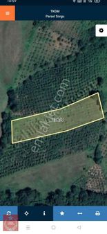 Kandıra Dalca Mah Satılık Fındık Bahçesi