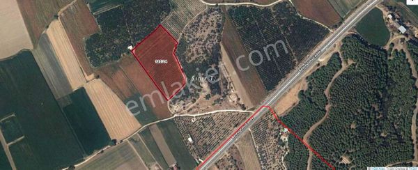 Dört Yaşında Natarın Şeftali Bahçesi