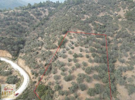 Antika Gayrimenkulden Çamyayla Mahallesinde Satılık Zeytinlik