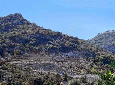 İzmir Selçuk Sirince 6.100m2 Zeytinlik Merkeze 1 Km Mesafede