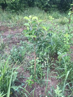 Manisa Merkeze Çok Yakın Konumda Satılık Bahçe