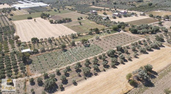 Çapakta Köye Yakın Bahçe