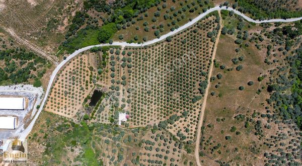 Taşkesik Köyünde 27160 M2 Zeytinlik