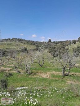 Aydın/germencik/dereköy 16.852m2 İncir Ve Zeytin Bahçesi Satılık