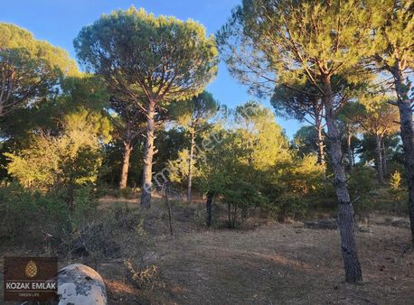 Bergama Kozak Karaveliler Fıstık Çamlı Tarla Satılık