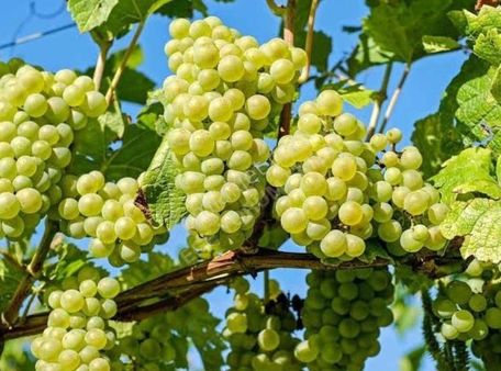 11.844 M2 Üzüm Bağı