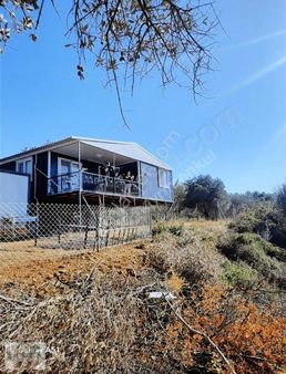 Urla Naipli Mahallesinde Satılık, Hisseli Zeytinlik