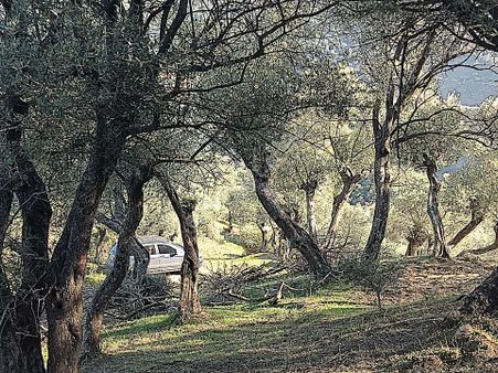 Doğa Gayrimenkul'den İzmir'de Yatırımlık Zeytinlik