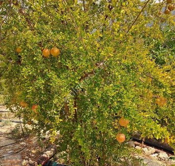 Satılık Hobi Bahçesi Takanlı Mezitli