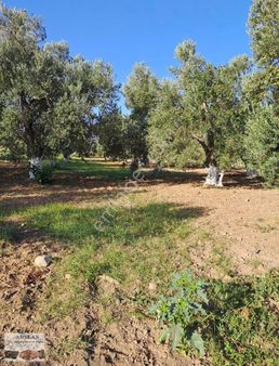 Satılık Zeytinlik