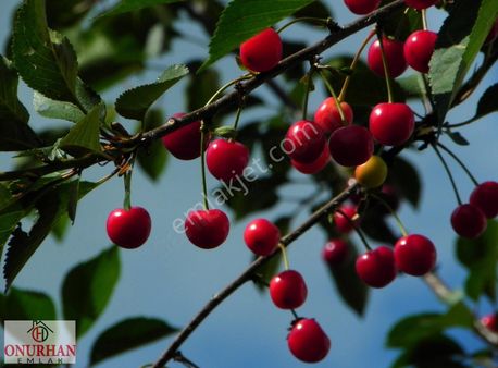 Onurhan Emlaktan Honaz Sapacada Hesaplı Kiraz Bahçesi