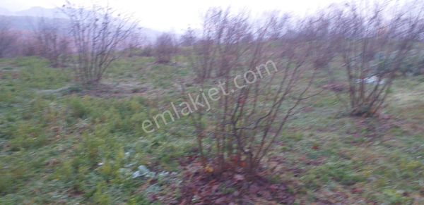 Akyazı Yörükyeri Fındık Bahçesi Ve Tek Katlı 2 Daireli Ev