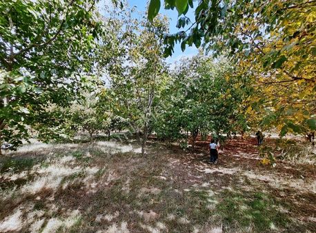 Yunus Tan Kiraz Doğancılar Da Ceviz Bahcesi