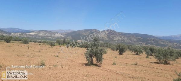 Karacasu Ataeymir Mh. Satılık Zeytin Bahçesi