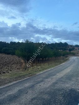 Hedef Emlak Tan Satılık Ceviz Ve Kiraz Bahcesi