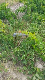 Niğde Bor Bahçeli De Satılık Üzüm Baği