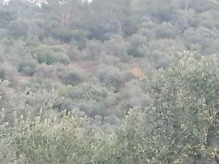 İzmir Torbalı Gold Emlaktan Satılık Zeytinlik