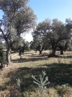 Ödemiş Işıkköy' De Satılık Zeytin Bahçesi