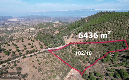 Organik Kırtık Köyünde Çok Hesaplı Köyün Dibinde Zeytinlik