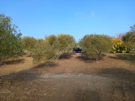 Manisa Saruhanlı Hacımusa Da Satılık 8.dönüm Domat Zeytinlik 2.250.000 Tl