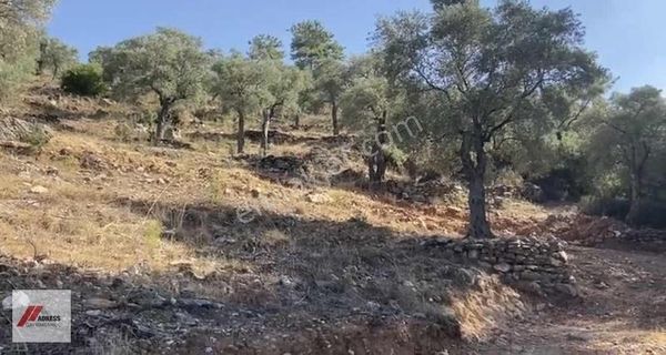 Milas Kırcağız Mah. Satılık 1.218 M2 Zeytinlik