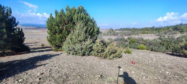 Seyitgazi Kümbet Satılık Tarla