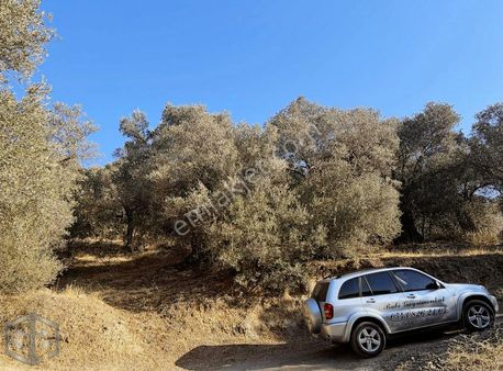 İzmir Selçuk Şirince Köyünde 456 M2 Satılık Zeytinlik