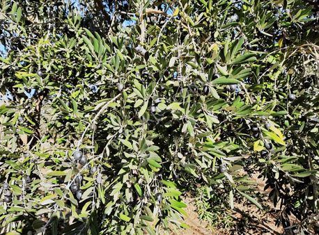 Duru Emlaktan.şarköy De 5665 Mt Bakımlı,yolu Olan Zeytinlik