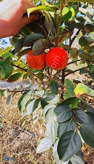 Korkuteli Küçükköyde 2511m2 Satılık Elma Erik Bahçesi