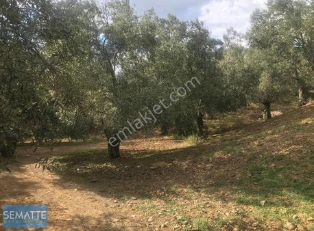 Balıkesir Havranda Satılık Zeytinlik