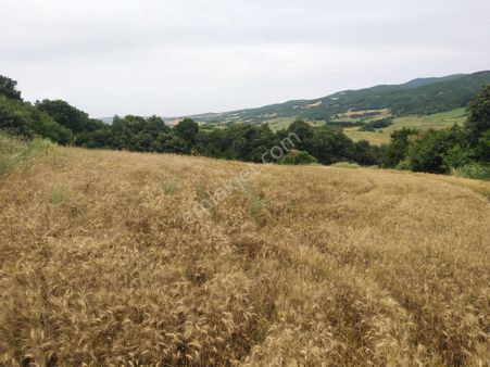 Tekirdağ Şarköy Palamut Mah. 5578 M2 Tarla Köye 700 Metre Mesafe