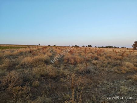 Uşak Sivaslı Salmanlar Köyünde Satılık Elma Bahçesi