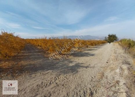 Sarayköy Hasköy'de 17.000 M² Satılık Nar Bahçesi