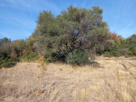 Manisa Sarıalan Da Satılık 3.000 M2 Zeytinli Tarla 750.000 Tl