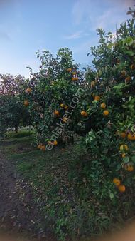 Nazilli / Hamzallı Da Satılık Portakal Bahçesi