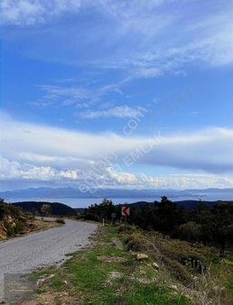 Muğla Zeytinköyde Panoramik Full Deniz Manzaralı 9,037 M² Tarla