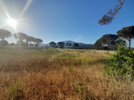 İzmir Bergama Terzihaliller Mh 8700 M2 Satılık Tarla