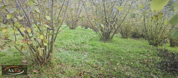 Mesire Alanına Yürüme Mesafesinde İmarlı Harika Konum
