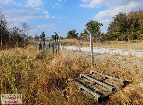 1850 M2 Full Cevizlik Meyvelik "gofi Emlak"