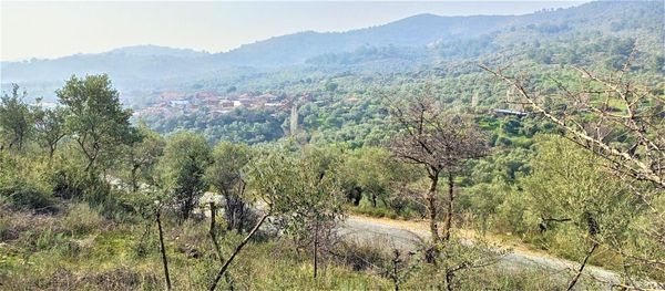 Torbalı Emlak'tan Bayındır Kızılcaova'da Yolu Olan, Köye Yakın, Manzaralı 4.415m2 Zeytinlik Satılık