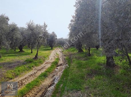 Kentmax Emlak Dan Satılık Zeytinlik