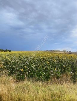 Silivri Fener De 5 Adet Yan Yana 735m2 Parsel