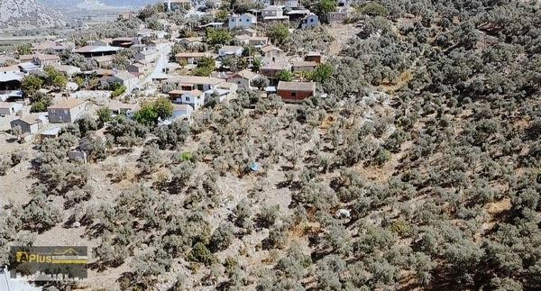 A Plus Gayrimenkulden Alaylı Köyünde 4200 M2 Satılık Zeytinlik