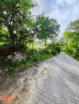 Gesi Bağlarında Bahçe