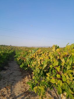 Manisa Sakihli Satılık Bağ