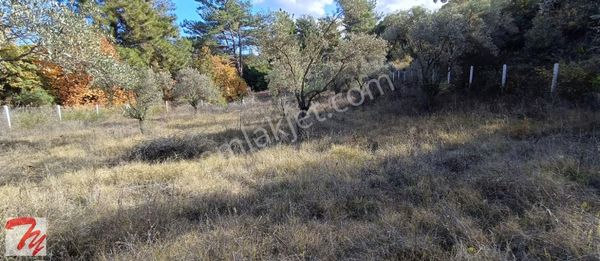 Selçuk Havutçulu'da Satılık Zeytinlik