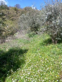 Bayındır Kızıloba Da 1472 M2 Zeytınlık Satılık