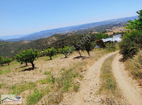Bilecik Söğüt Satılık Kiraz Bahçesi