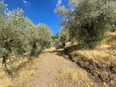 Torbalı Emlak'tan Selçuk Havutçulu Köyünde 12.000m2 Tek Tapu Zeytinlik Satılıktır